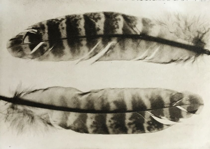 Solarplate feathers